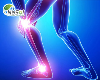 So sánh hiệu quả của hỗn hợp chiết xuất hoàng cầm và cây keo cao (Up446) và Naproxen trong điều trị bệnh viêm xương khớp So sánh hiệu quả của hỗn hợp chiết xuất hoàng cầm và cây keo cao (Up446) và Naproxen trong điều trị bệnh viêm xương khớp