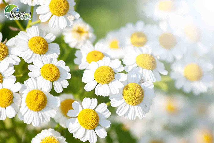 feverfew