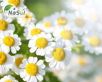 Feverfew – Lịch sử sử dụng và tác dụng với bệnh đau nửa đầu Feverfew – Lịch sử sử dụng và tác dụng với bệnh đau nửa đầu
