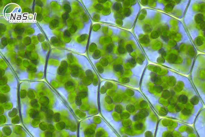 Các trường hợp sử dụng Fucoidan