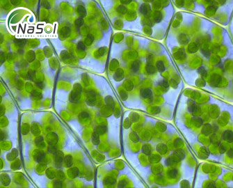 Fucoidan - 10 tác dụng với sức khỏe Fucoidan - 10 tác dụng với sức khỏe