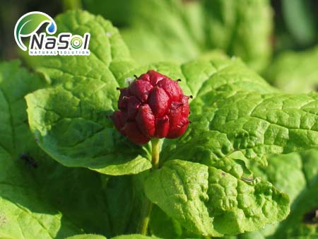 cây Goldenseal (Mao lương vàng)