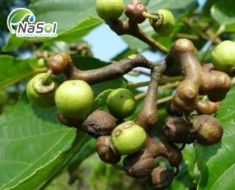 Cơ chế giải rượu của Khúng khéng  Cơ chế giải rượu của Khúng khéng