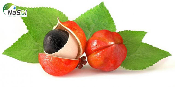 Hạt Guarana tăng cường sức khỏe