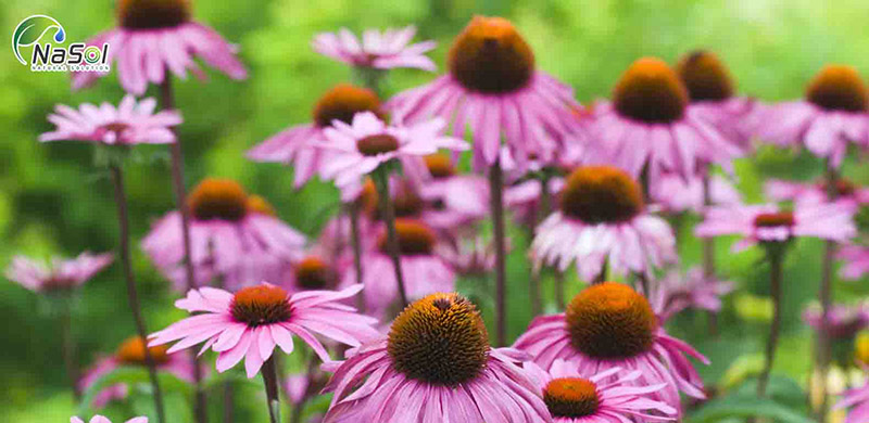 Chiết xuất Cúc tím