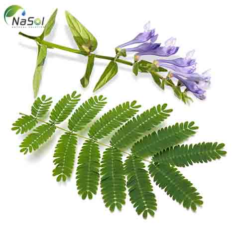 Hỗn hợp chiết xuất Hoàng cầm (Scutellaria Baicalensis) và cây keo cao (Acacia Catechu)