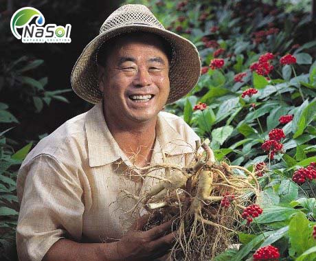nguyên liệu Hồng sâm Hàn quốc