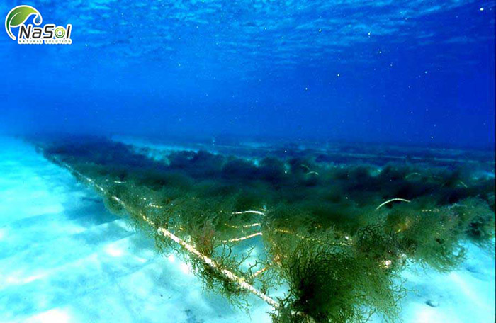 Hướng dẫn sử dụng Fucoidan