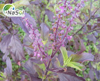 Hương nhu tía, cây thuốc giúp giảm stress căng thẳng, tăng cường trí nhớ Hương nhu tía, cây thuốc giúp giảm stress căng thẳng, tăng cường trí nhớ