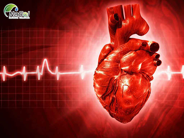 Inulin với tim mạch