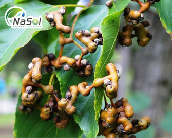 Những nghiên cứu về tác dụng chữa bệnh của Khúng khéng