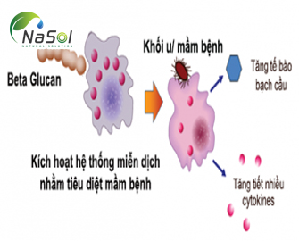 Lịch sử ra đời của Immunecanmix® Lịch sử ra đời của Immunecanmix®