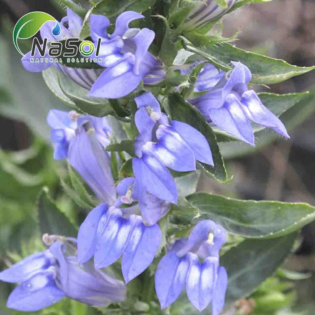 Lobelia
