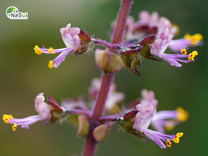 Lợi ích sức khỏe của Hương Nhu tía