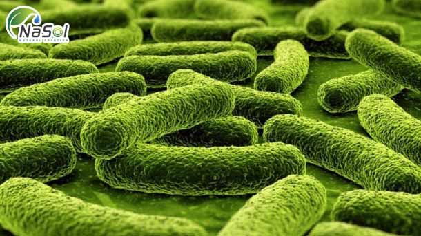 lợi khuẩn Lactobacillus