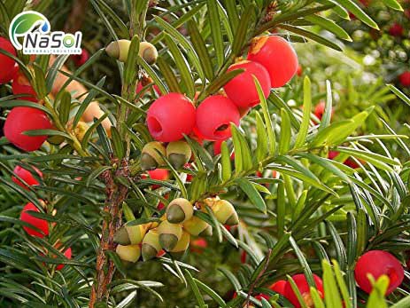 Một số hướng dẫn cơ bản về liều điều trị khuyến cáo khi sử dụng chiết xuất thông đỏ