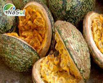 Công dụng chữa bệnh của cây thuốc Voacanga Africana nguồn gốc châu phi Công dụng chữa bệnh của cây thuốc Voacanga Africana nguồn gốc châu phi