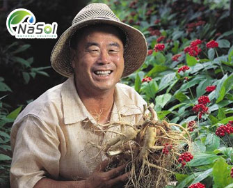 5 Nghiên cứu mới nhất về tác dụng của Hồng sâm Hàn quốc  5 Nghiên cứu mới nhất về tác dụng của Hồng sâm Hàn quốc