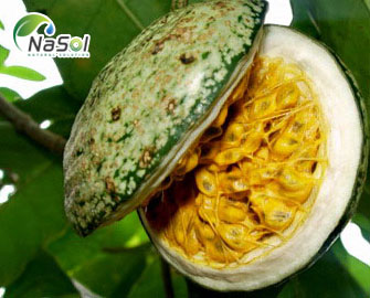 Nghiên cứu tác dụng bảo vệ tế bào thần kinh, chống oxy hóa, chống viêm của VOACANGA AFRICANA  Nghiên cứu tác dụng bảo vệ tế bào thần kinh, chống oxy hóa, chống viêm của VOACANGA AFRICANA