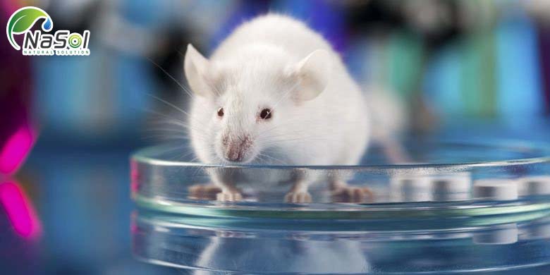 NGHIÊN CỨU VỀ TÁC DỤNG CỦA PROTEIN CÁ TUYẾT TRÊN CHUỘT BÉO PHÌ