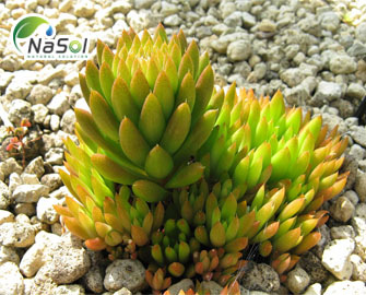 Ngõa tùng và những tác dụng chữa bệnh Ngõa tùng và những tác dụng chữa bệnh