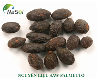 Giới thiệu về Saw Palmetto Giới thiệu về Saw Palmetto