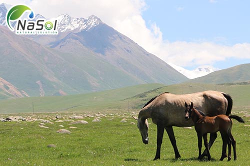 Nhau thai ngựa (horse placenta)