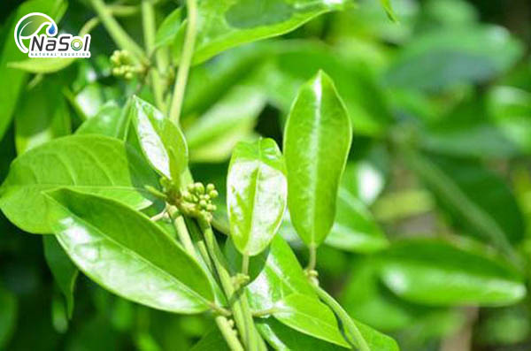 Những hợp chất có nguồn gốc từ tự nhiên hỗ trợ điều trị đái tháo đường an toàn mà không gây ra những tác dụng không mong muốn cho cơ thể