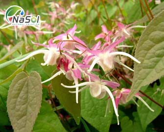 Phân biệt các loại Dâm dương hoắc bán trên thị trường  Phân biệt các loại Dâm dương hoắc bán trên thị trường