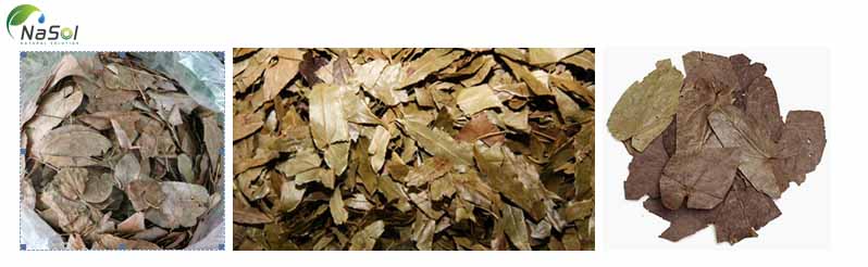 cách phân biệt dâm dương hoắc