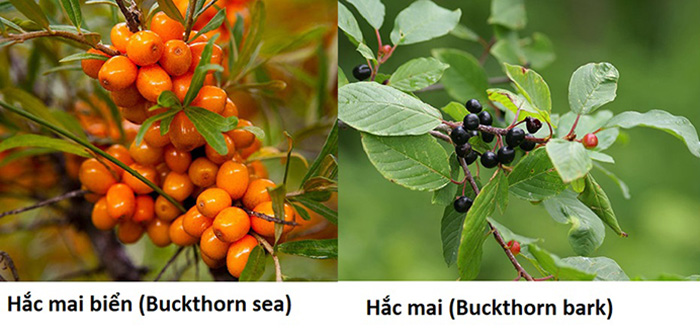 Phân biệt sự khác nhau hắc mai và hắc mai biển