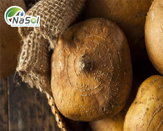 Pueraria Mirifica (Sắn dây thái lan) – 6 lợi ích tuyệt vời cho sức khỏe  Pueraria Mirifica (Sắn dây thái lan) – 6 lợi ích tuyệt vời cho sức khỏe