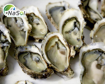 Quy trình sản xuất chiết tách nguyên liệu  Chiết xuất Hàu (100% Thịt Hàu) - Nguyên liệu Nasol