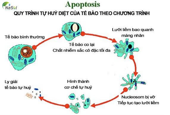 Tác dụng của Fucoidan