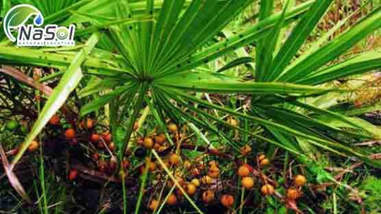 tinh dầu cọ lùn