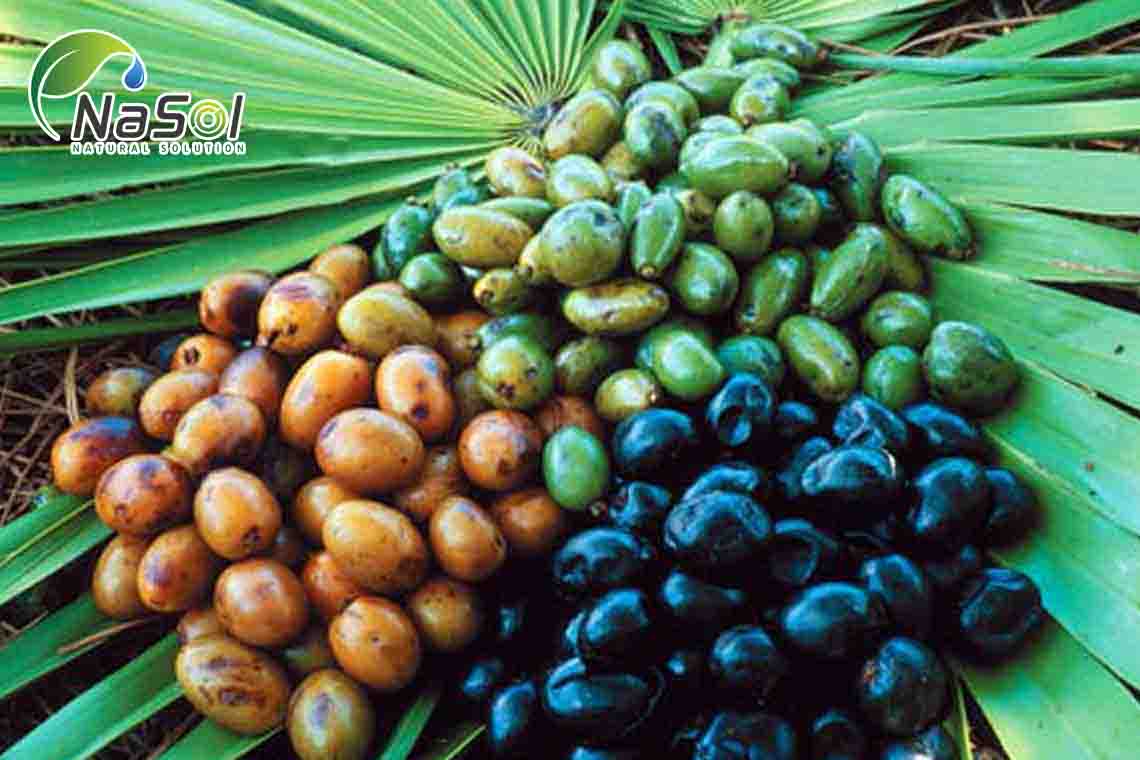 Saw Palmetto được thu hoạch và chế biến như thế nào