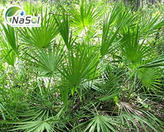 Cách phân biệt Saw Palmetto thật Cách phân biệt Saw Palmetto thật