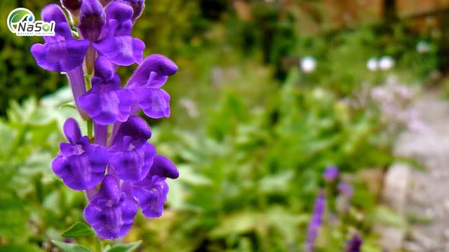 cây Skullcap (bán chỉ liên)