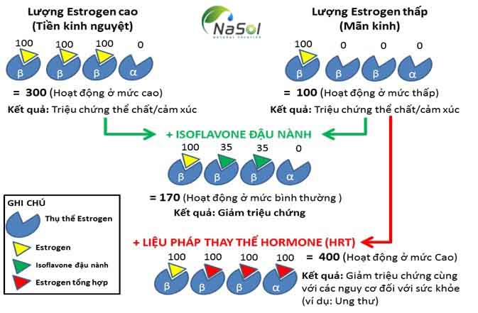 Sơ đồ cơ bản về cơ chế tác dụng kiểu estrogen của các isoflavone đậu nành