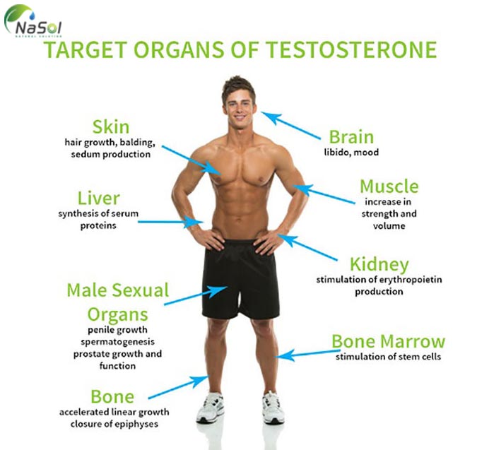 Tác dụng cải thiện Testosterone của Muira Puama