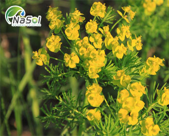 Tác dụng chiết xuất hoa anh thảo với đái tháo đường, béo phì và làm đẹp Tác dụng chiết xuất hoa anh thảo với đái tháo đường, béo phì và làm đẹp