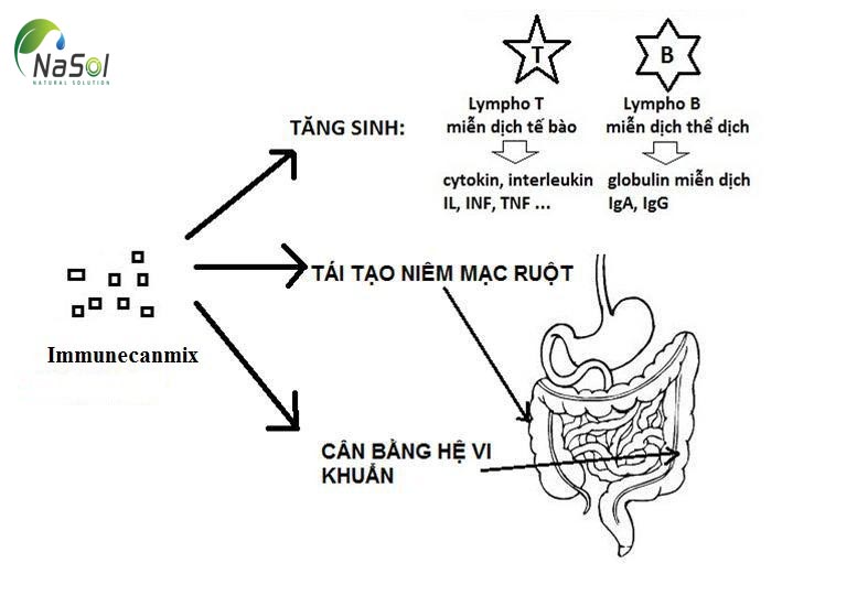 tác dụng của immunecanmix