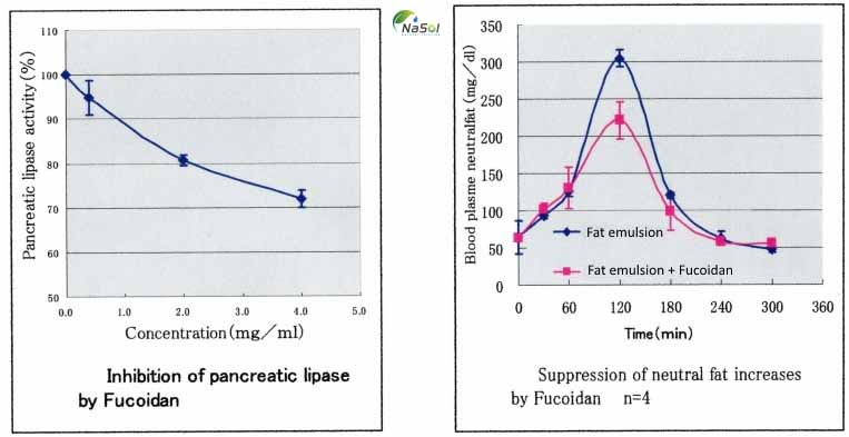 Fucoidan kích thích phân giải lipid trong tế bào, từ đó hỗ trợ giảm cân
