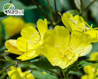 Tác dụng chống oxy hóa và ức chế vi khuẩn HP của chiết xuất hoa anh thảo Tác dụng chống oxy hóa và ức chế vi khuẩn HP của chiết xuất hoa anh thảo