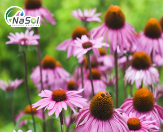 10 tác dụng có lợi cho sức khỏe của Hoa cúc tím (Echinacea Purpurea)  10 tác dụng có lợi cho sức khỏe của Hoa cúc tím (Echinacea Purpurea)
