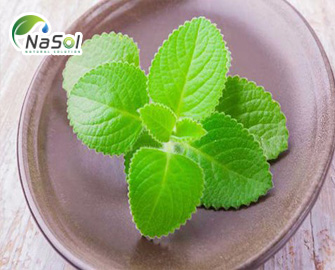 7 tác dụng có lợi cho sức khỏe của Húng chanh (Coleus Forskohlii) 7 tác dụng có lợi cho sức khỏe của Húng chanh (Coleus Forskohlii)