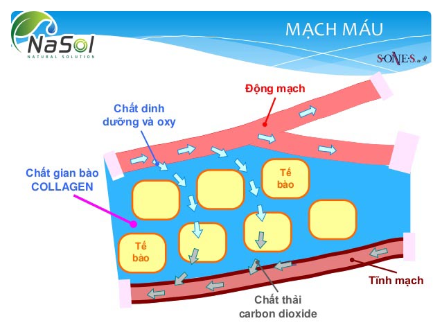 Tác dụng của Collagen với mạch máu
