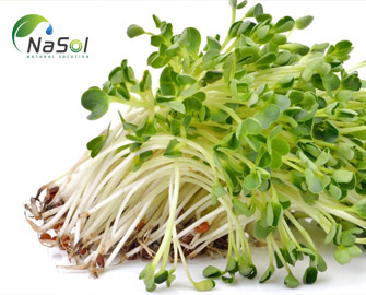 Tác dụng của bông cải xanh trong phòng chống và điều trị các bệnh ung thư  Tác dụng của bông cải xanh trong phòng chống và điều trị các bệnh ung thư