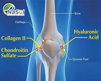 6  Tác dụng của Collagen tuyp II  