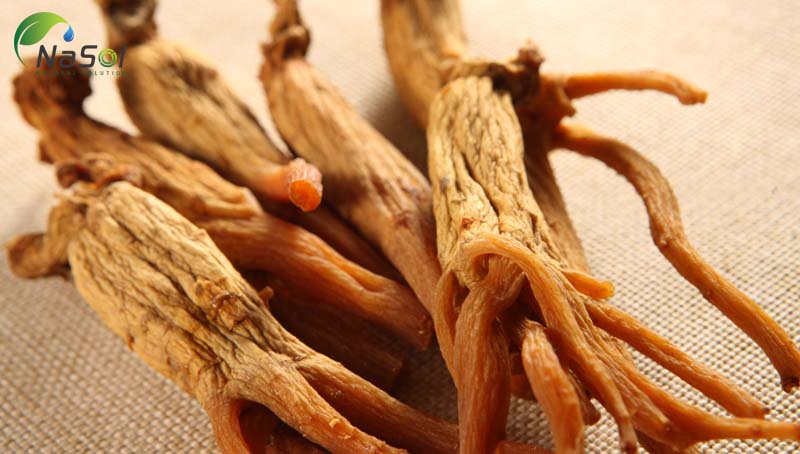 Hồng Sâm được các nhà khoa học khám phá là có nhiều công dụng kỳ diệu cho sức khỏe con người